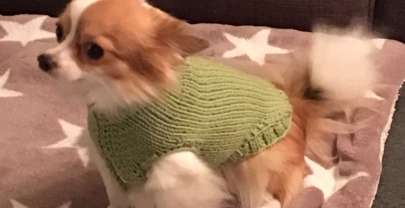 Ein Pullover für den Hund?