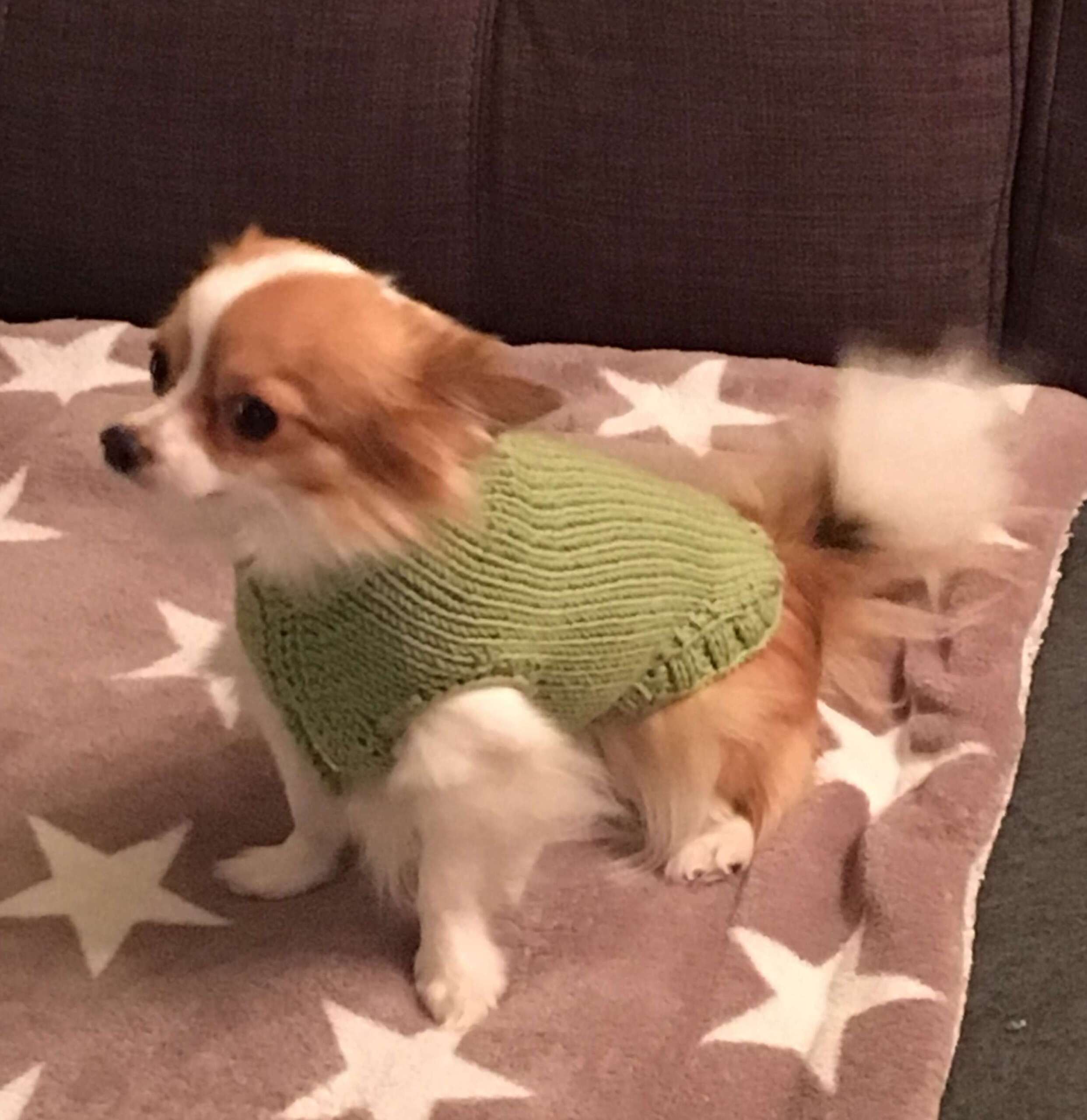 Ein Pullover für den Hund?