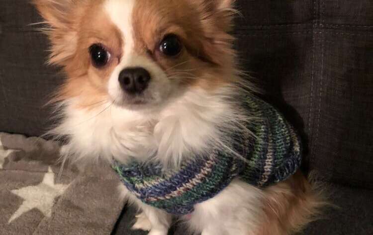 Ein Hundepullover als Geschenk